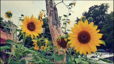 enjoy sunflower.