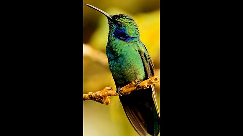 Tiny but Mighty - Nature Sounds & Relaxing Music #nature #wildlife #stressrelief #meditation #sleep