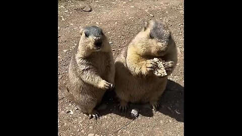 Two Cute Marmots eating with relish