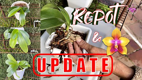 Repotting Summer Blooming Phalaenopsis Lava Rock Survival Revival Guide | Update #ninjaorchids