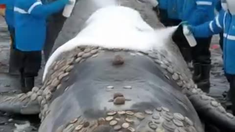 A whale with parasitic barnacles gets stuck on land and is helped by garbage collection workers