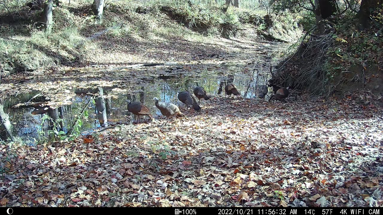 Seven Wild Turkeys out for Lunch.