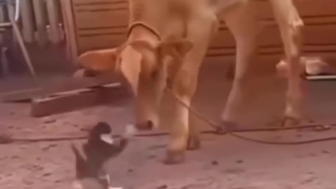 #Viral funny video# world best comedy# funny video # plz watch