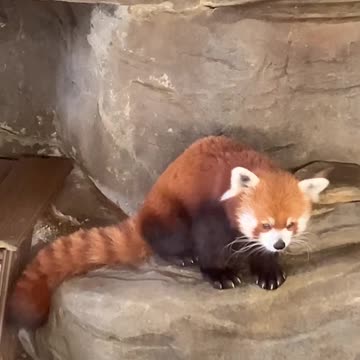 Red Panda Show