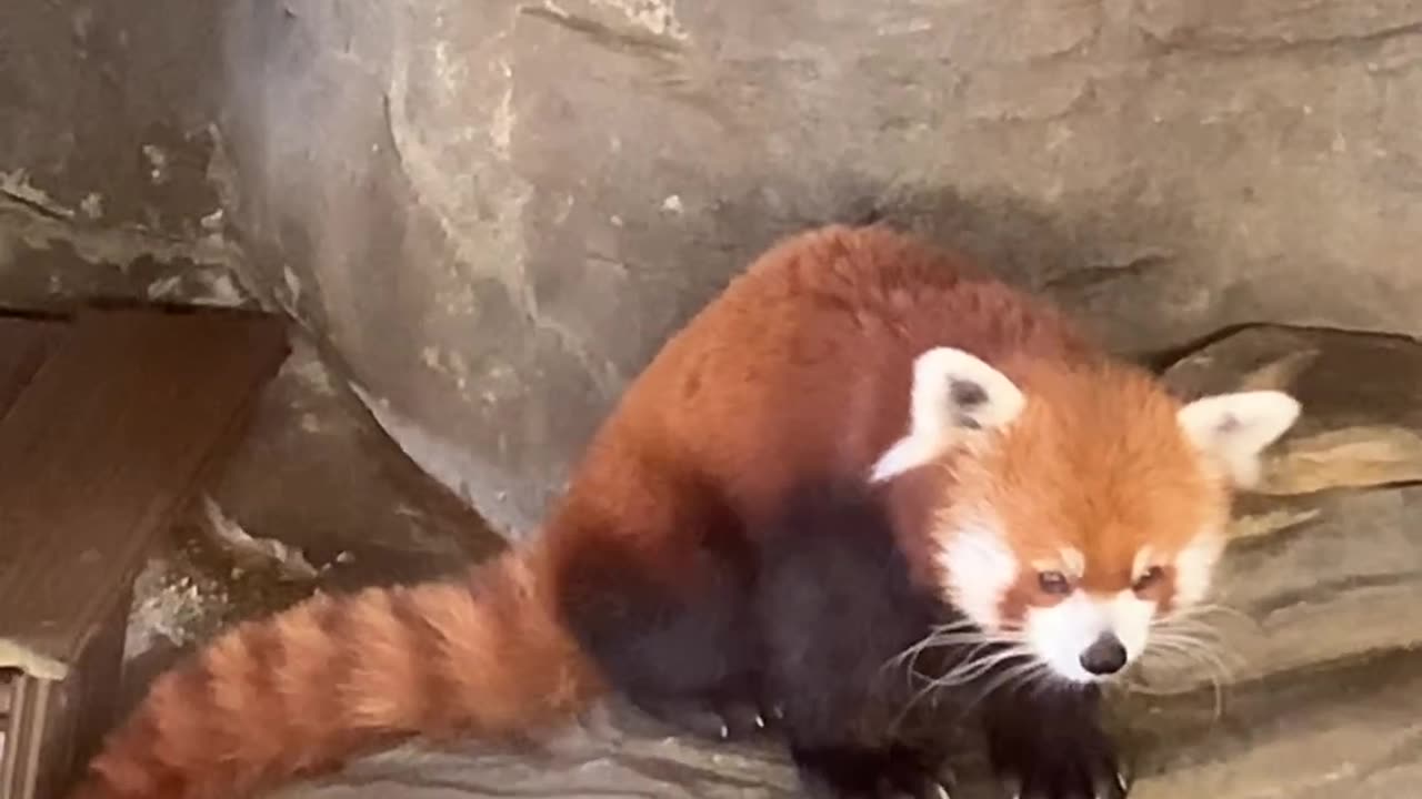 Red Panda Show