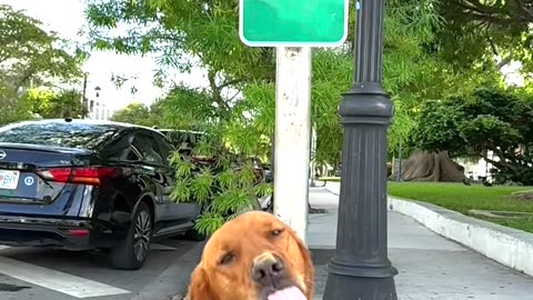 Tourists Take Photos But Legends Lick Peanut Butter