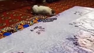 Funny cats