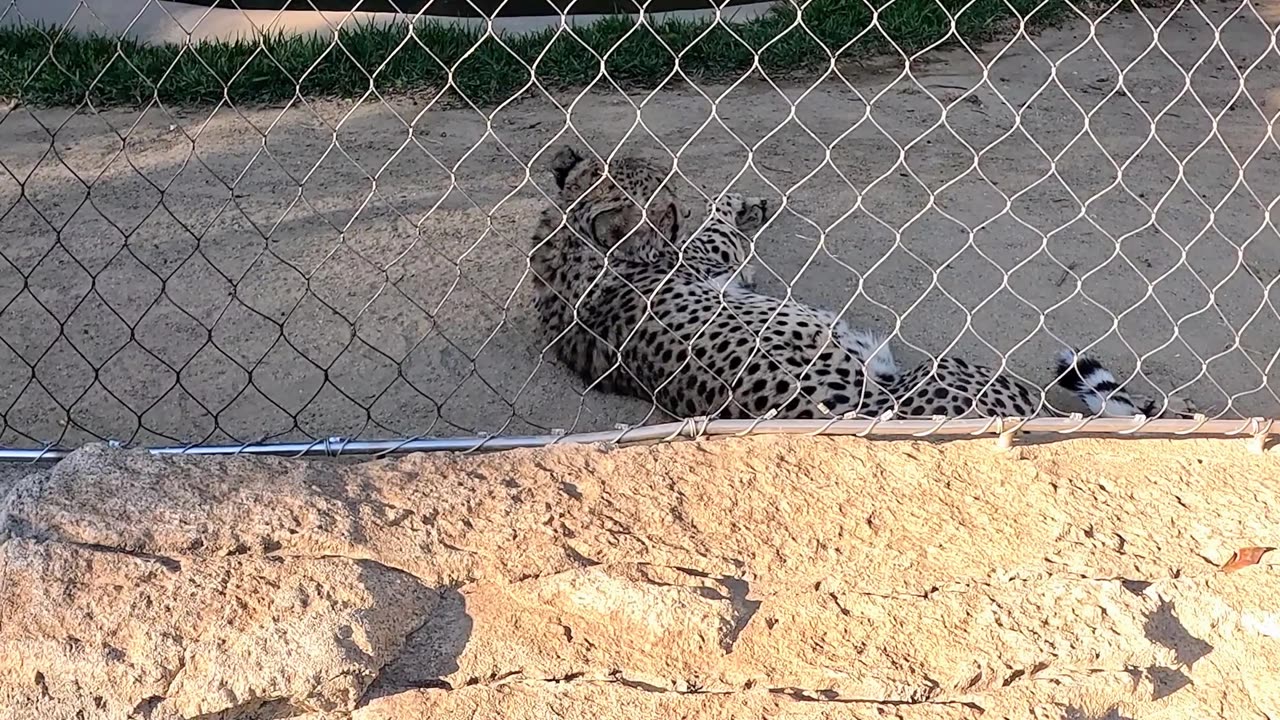 Cheetah at the San Diego Zoo