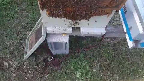 February swarm trap