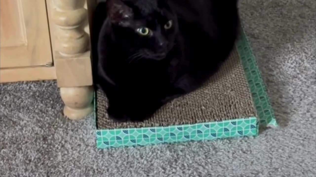 Cute Precious Piper Looks Sweet on Her Tuffet - Adopting a Cat from a Shelter Vlog #shorts