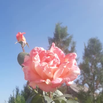 Pink rose and blue sky