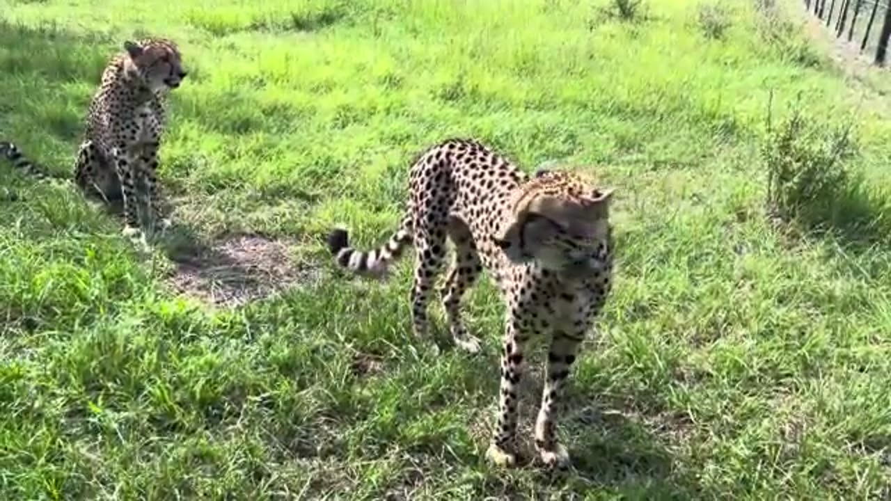 Excellent Cheetahs