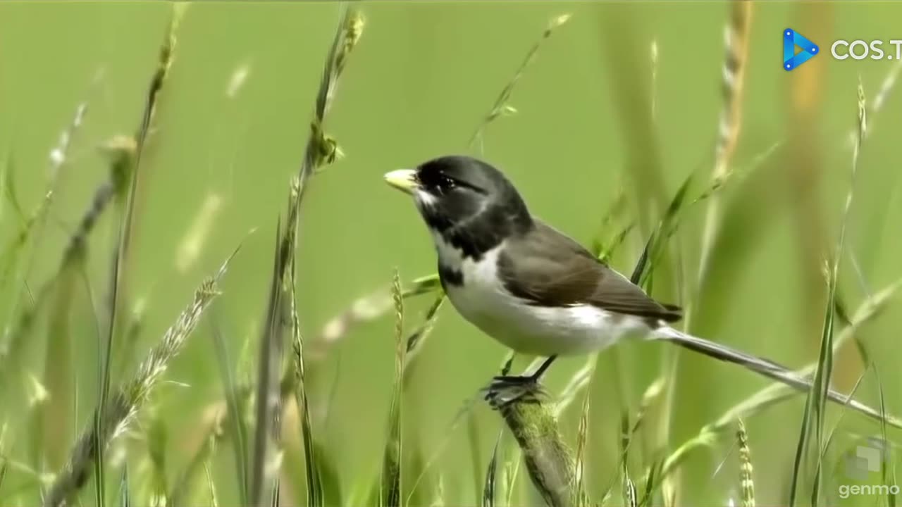 Canto do pássaro mineirinho