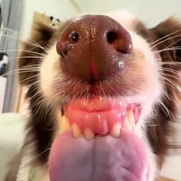 My Little Dog, Look at This