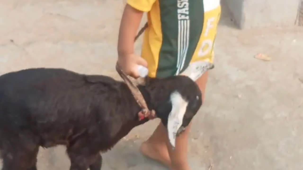 "This Kid Grazing Goats Will Melt Your Heart! 🐐❤️ BA Kake Bakri Charawat Ta"