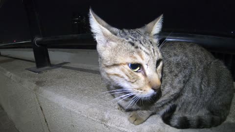 Homeless cat in Ras Al Khaimah, UAE: JANET JACKSON #cat #cats #JanetJackson #UAE #kitten #pets #pet