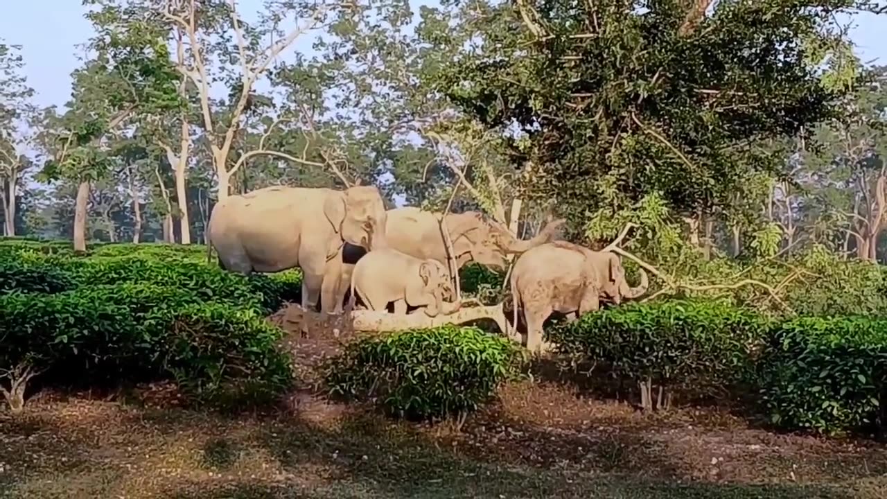 Wild Elephants Broking Trees