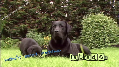 Labrador Retriever & pups