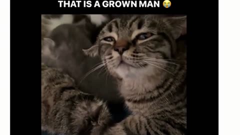 #cats, #kittens, #cute, #funny,