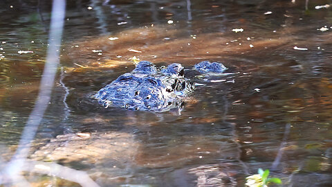 Born On the Bayou by Creedence Clearwater Revival