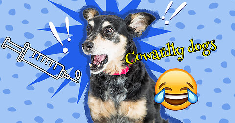 Dogs' reaction to vaccines
