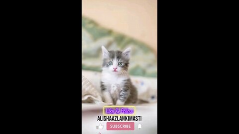 Cat singing #cat #cats #catsagram #catlove #family #follow #viral #animal #hashtags #happy #satisfy