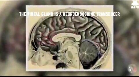 THE PINEAL GLAND 💥