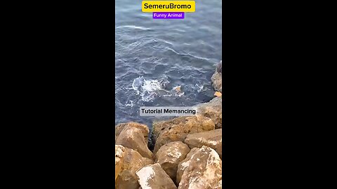 Funny Animal - Fishing Tutorial (Actor: Smart Cat) #funnyshorts #funnuanimals #catlover #cat