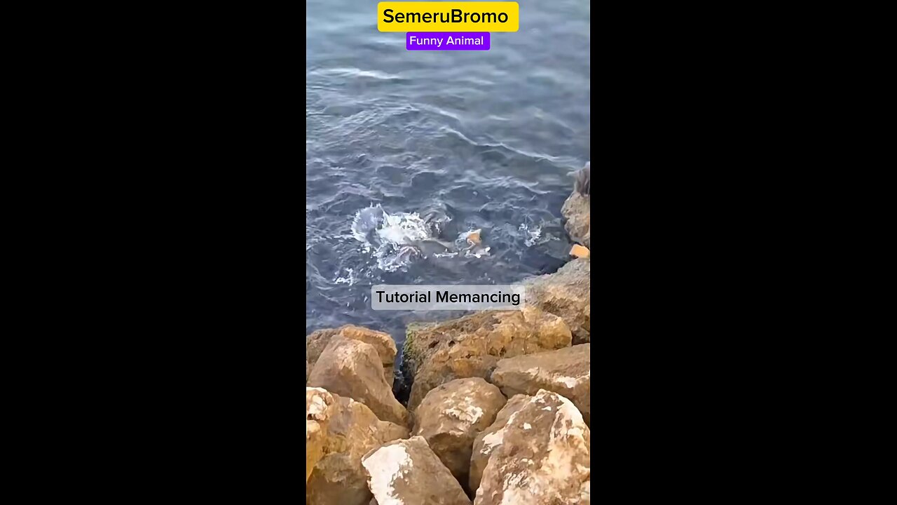 Funny Animal - Fishing Tutorial (Actor: Smart Cat) #funnyshorts #funnuanimals #catlover #cat