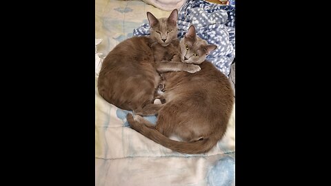 Casablanca Cats Cuddle