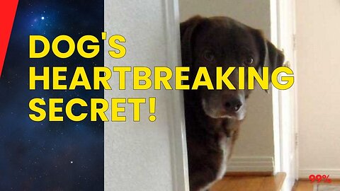 DOG WATCHES MAN SLEEP! Heartbreaking Reason Revealed! (You'll Cry)