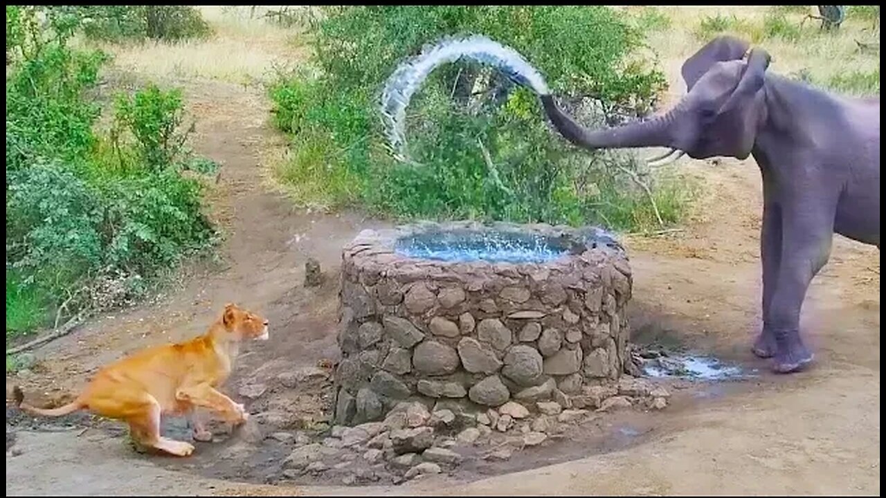 Elephant Sprays Water at Lion