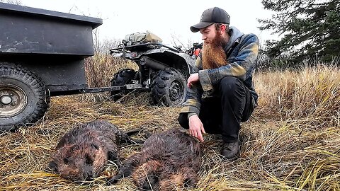 The Fur Starts To Roll In! Trapping Fall River Beaver