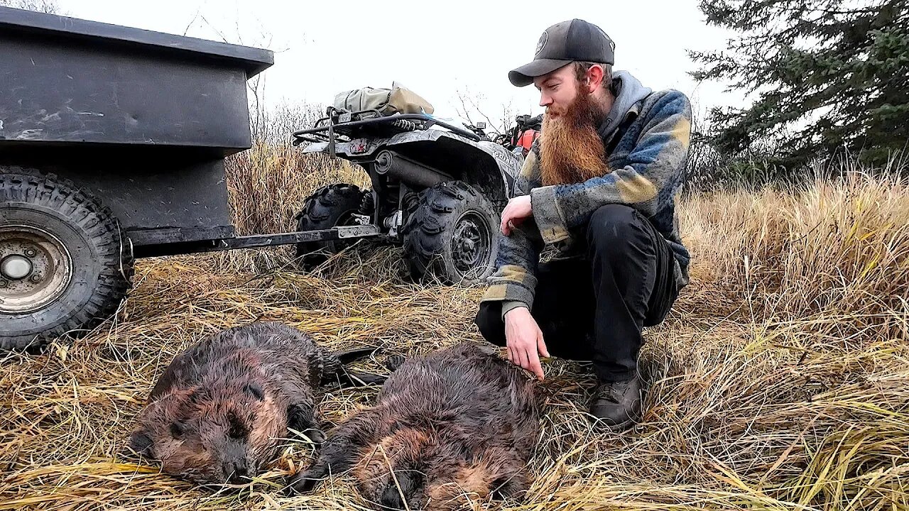 The Fur Starts To Roll In! Trapping Fall River Beaver