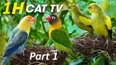 Cats’ Favorite Entertainment - Nature’s Best Entertainment For Your Feline Friends Part 1