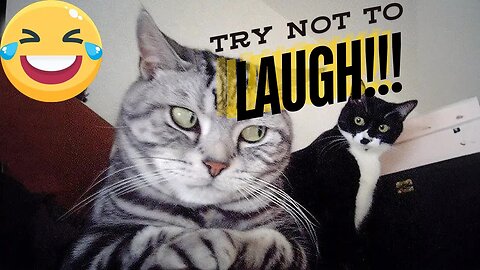 Non-Stop Laughter: Hilarious Cats & Dogs Compilation You Can't Miss!