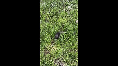 A mole digging a hole 🕳️