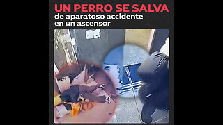 Un perro se salva de milagro cuando su correa queda atascada en la puerta del ascensor