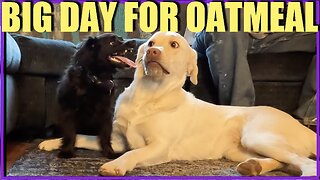 Big Day for Oatmeal!