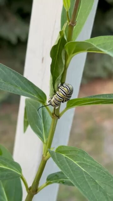 Monarch Larva