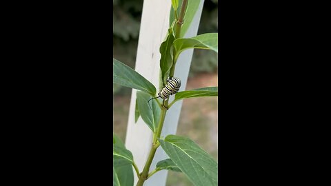 Monarch Larva