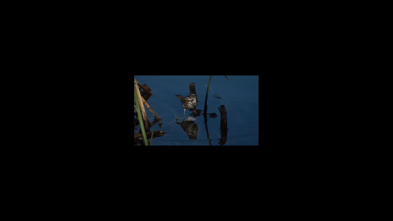 enjoy sparrow.