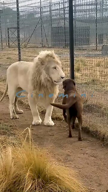 Live Wildlife Critter Cam #Snow #wildlife Heartwarming Moments with Playful Pets 🐾❤️