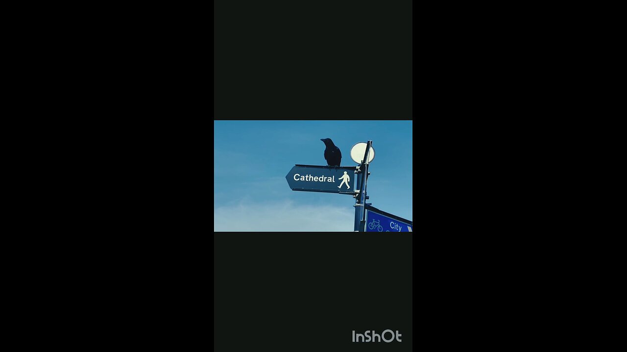 enjoy crow 🐦‍⬛🐦‍⬛😀😀
