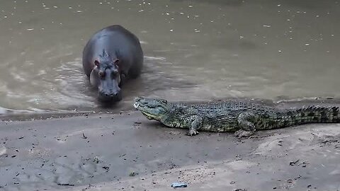 The Nile Crocodile's Bold Challenge: A Fearless Face-Off with a Hippo"