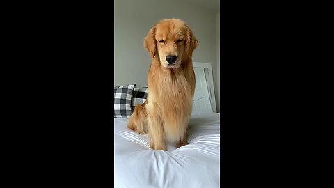My Dog Reacts to Floppy Fish.