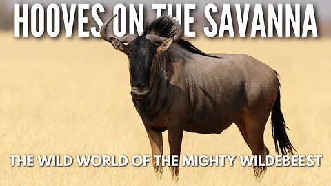 The Mighty Wildebeest: Natures Great Migrators