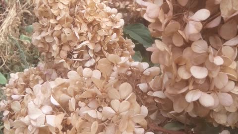 Beige hydrangea