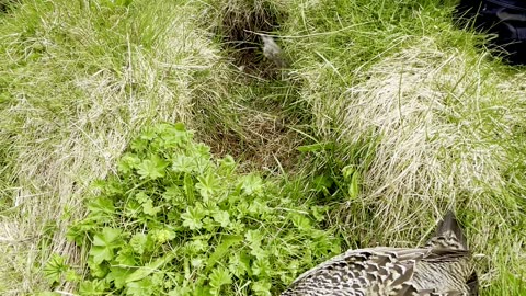 Icelanders Gather Eiderdown From Nest