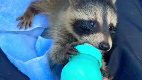 He saves the life of a baby raccoon and adopts the child